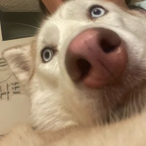 Meet Scarlett ♥️